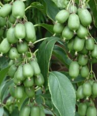 Issaï Hardy Kiwi Vine fruits on the vine.