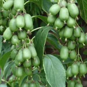 Issaï Hardy Kiwi Vine fruits on the vine.