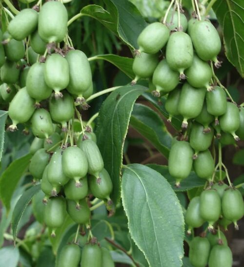 Issaï Hardy Kiwi Vine fruits on the vine.