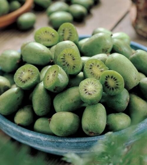 Issaï self-pollinating kiwi vine | Actinidia arguta 'Issaï' A bowl of cut Actinidia arguta Issai self-pollinating kiwi vine fruit.