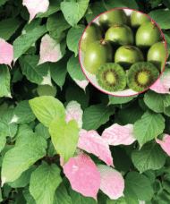 September Sun kiwi tri-colour vine with an insert of small actinidia kolomikta fruits.