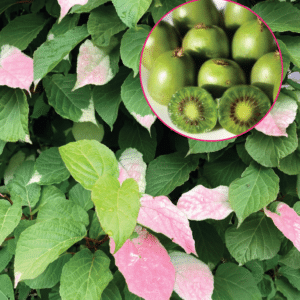September Sun kiwi tri-colour vine with an insert of small actinidia kolomikta fruits.