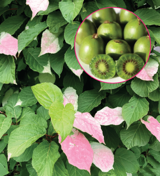 September Sun kiwi tri-colour vine with an insert of small actinidia kolomikta fruits.
