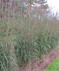 A planting of Big bluestem with its blue and red foliage.