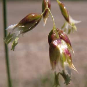 Sweet Grass flower seed head (Anthoxanthum nitens)