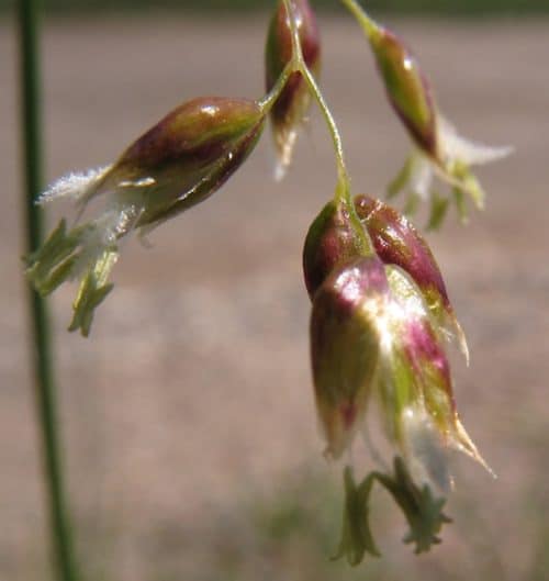 Sweet Grass flower seed head (Anthoxanthum nitens)