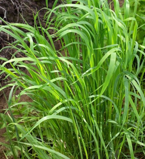 anthoxanthum-nitens-sweet-grass-1 Sweet Grass planting on tall slim blades