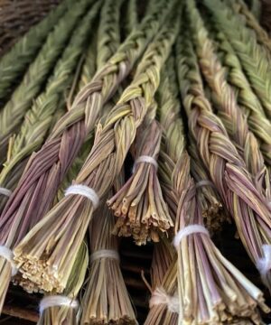 Anthoxanthum nitens (Hierochloe odorata)