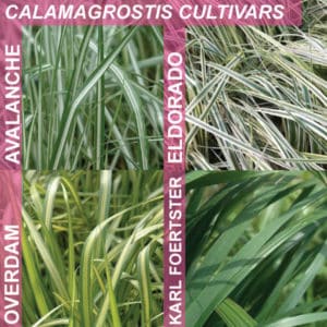 calamagrostis cultivars leaf variations