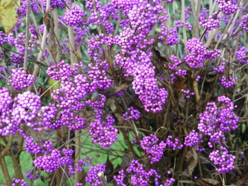calicarpa_profusion calicarpa_profusion