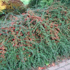 Cotoneaster coral beauty planting.