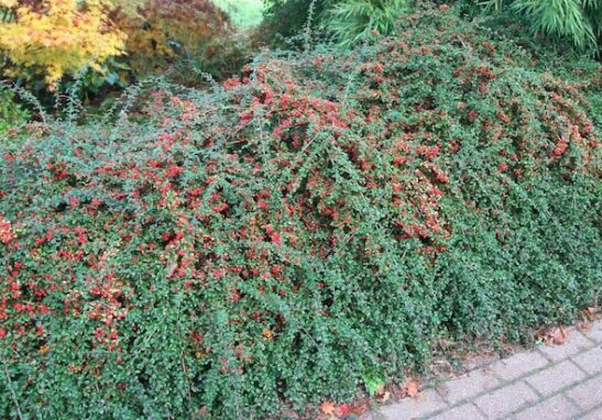 cotoneaster-dammeri-coral-beauty-cotoneaster Cotoneaster coral beauty planting.