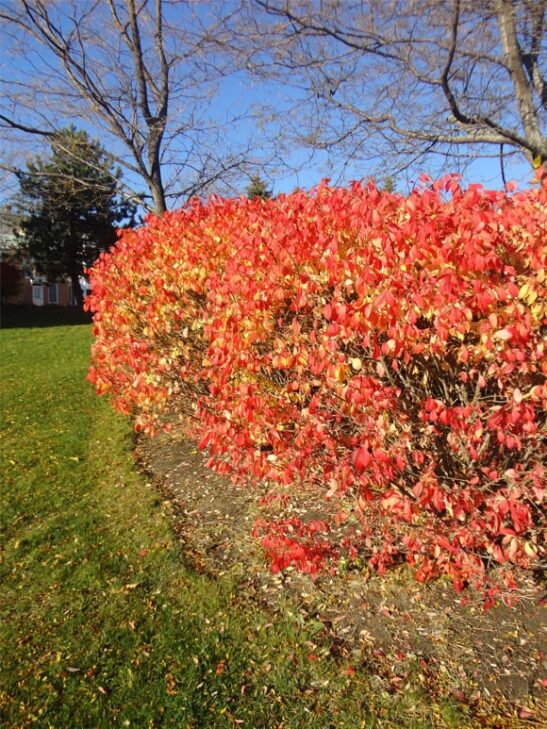 dwarf burning bush plant - euonymus alatus 'Compactus'