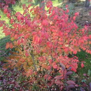 burning bush fall color - euonymus alatus 'Compactus'
