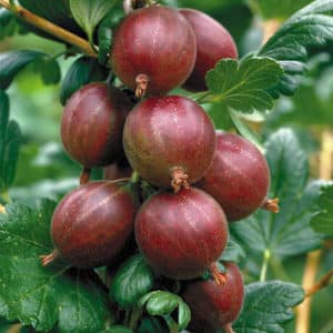 gooseberry hinnomaki red  300x300 - Ribes uva-crispa 'Hinnonmaki Red'