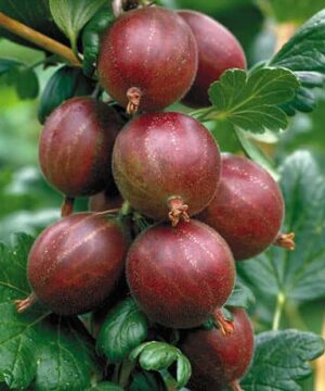 Ribes uva-crispa 'Hinnonmaki Red'