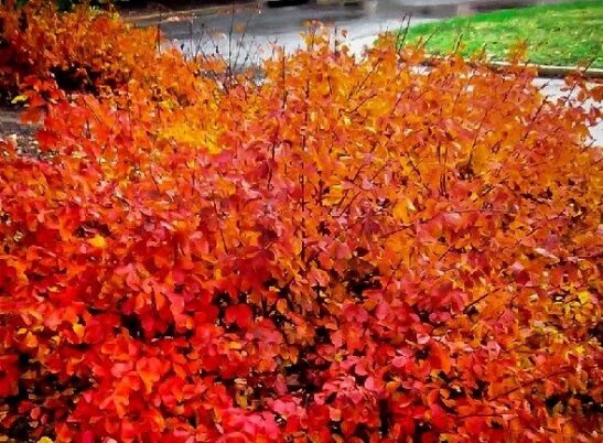 gro-low-fragrant-sumac gro-low-fragrant-sumac