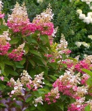 Hydrangea paniculata 'Interhydia' PINK DIAMOND
