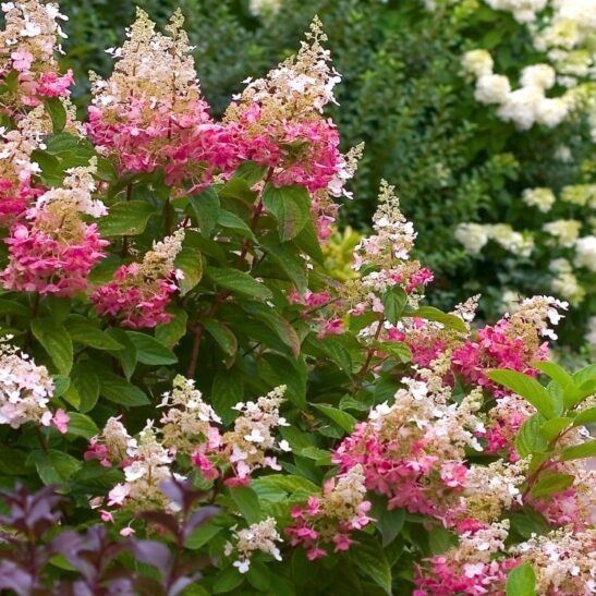 hydrangea-pink-diamond-750x750