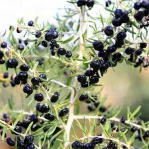 lycium-ruthenicum-branch