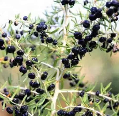 lycium-ruthenicum-branch