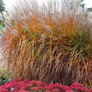 Clump of Flame Grass with colourful fall foliage and blooms.