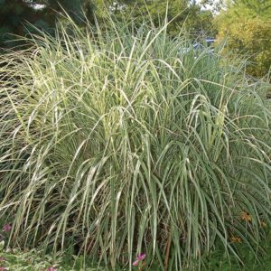 overdam feather reed grass calamagrostis acutiflora 300x300 - Order Plants Now