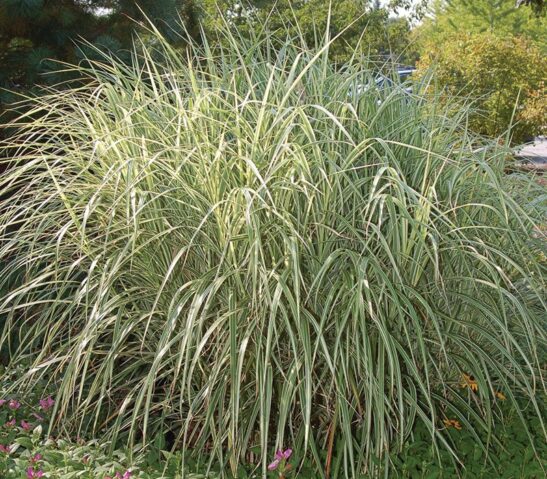 Feather Reed Grass | Calamagrostis acutiflora 'Overdam'