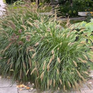 Pennisetum alopecuroides Red Head ornamental grass planting