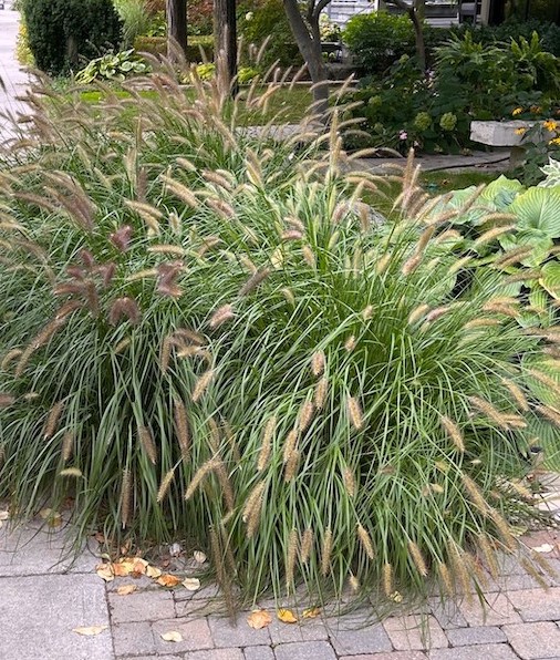 Pennisetum alopecuroides Red Head ornamental grass planting