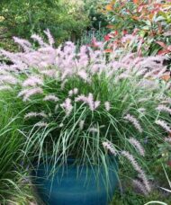Karley Rose Fountain Grass in bloom in a large blue ceramic container.