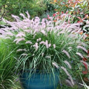 Karley Rose Fountain Grass in bloom in a large blue ceramic container.