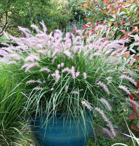 Karley Rose Fountain Grass in bloom in a large blue ceramic container.
