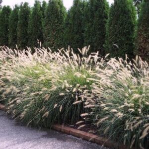 A Karley Rose Fountain Grass border in bloom.