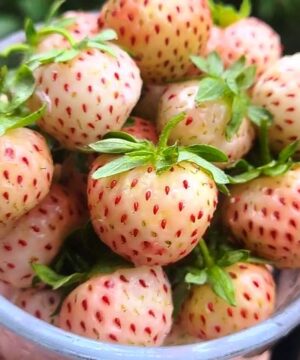 A bowl of albino strawberries