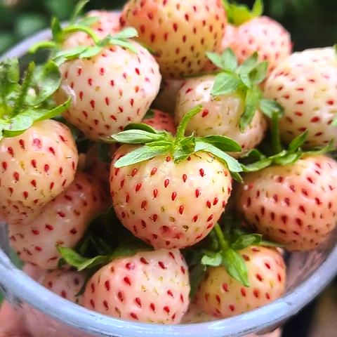 A bowl of albino strawberries