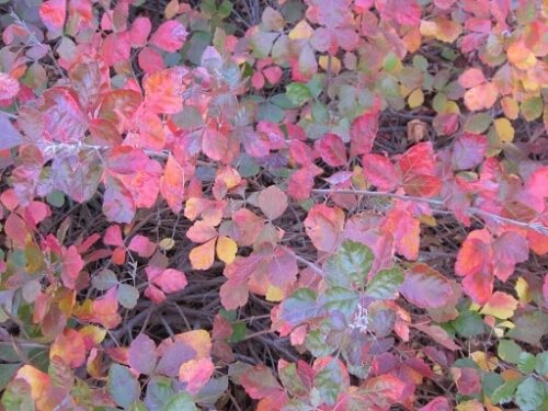 rhus-aromatica-gro-low-fall-leaves rhus-aromatica-gro-low-fall-leaves