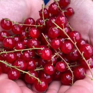 Two hands holding Red Currant plants shiny red fruit.