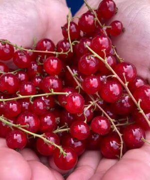 Two hands holding Red Currant plants shiny red fruit.