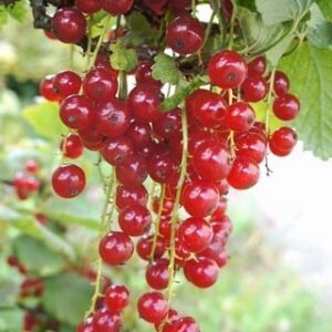 Red currant plants | ribes rubrum fruit