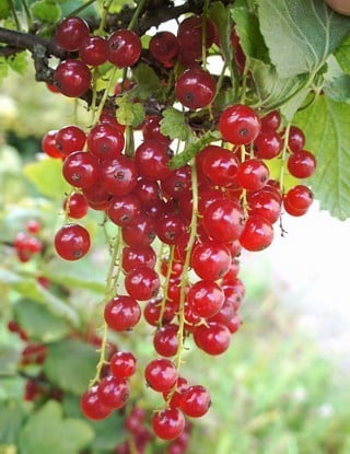 Red currant plants | ribes rubrum fruit Red currant plants | ribes rubrum fruit