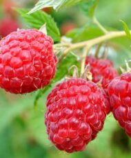 Raspberry Plants for sale | Rubus idaeus 'AAC Eden'