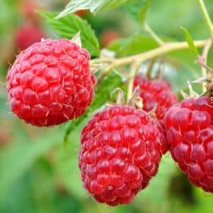 Raspberry Plants for sale | Rubus idaeus 'AAC Eden'