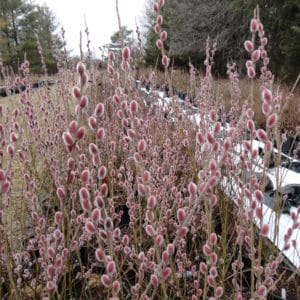 salix gracilistyla mount aso pink pussy willow in bloom