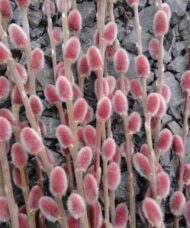 salix gracilistyla mount aso japanese pink pussy willow