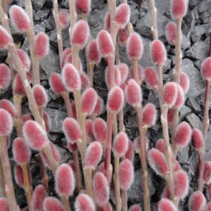 salix gracilistyla mount aso japanese pink pussy willow
