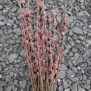 salix gracilistyla mount aso pink flower bouquet spring