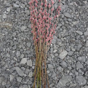 salix gracilistyla mount aso-pink-pussy willow stem bundle