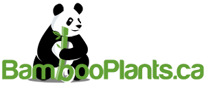 BambooPlants 300w - Potentilla fruticosa 'Abbotswood'