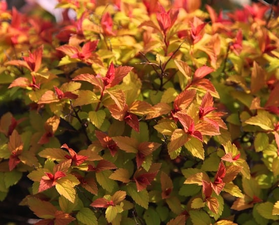 Spiraea Goldflame Foliage - 11 Must Have Spirea Shrubs – Bring Dramatic Impact to the Garden